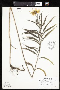 Helianthus maximiliani image