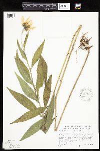 Helianthus maximiliani image