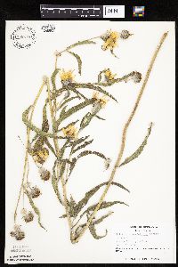 Helianthus maximiliani image