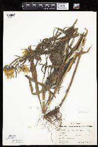 Helianthus maximiliani image