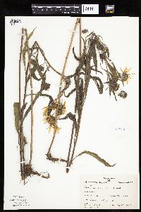 Helianthus maximiliani image