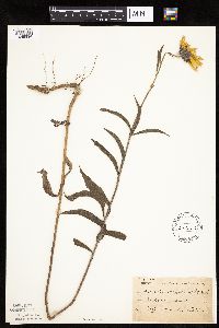Image of Helianthus maximiliani