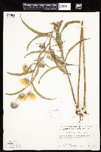 Helianthus maximiliani image