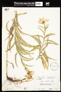 Helianthus maximiliani image