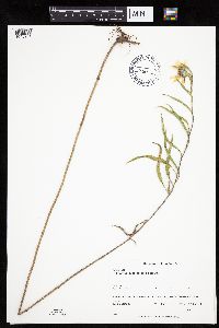 Helianthus maximiliani image