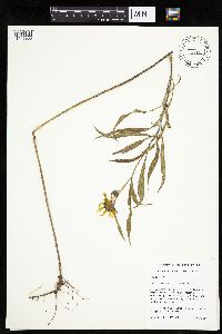 Helianthus maximiliani image