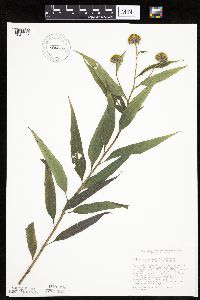 Helianthus maximiliani image