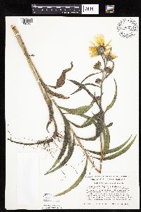 Helianthus maximiliani image