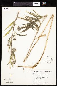 Helianthus maximiliani image