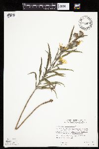 Helianthus maximiliani image
