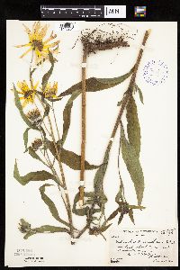Helianthus maximiliani image