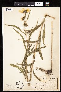 Helianthus maximiliani image