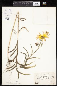 Helianthus maximiliani image