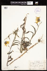 Helianthus maximiliani image