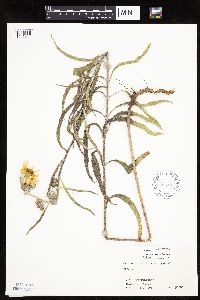 Helianthus maximiliani image