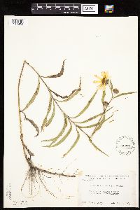 Helianthus maximiliani image