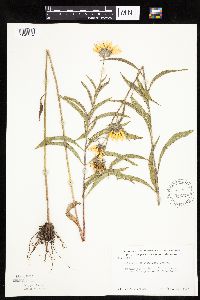 Helianthus maximiliani image