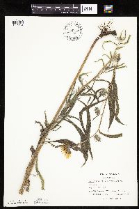 Helianthus maximiliani image