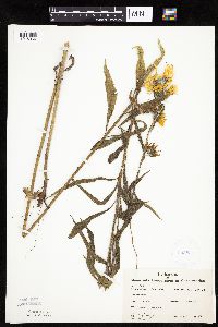 Helianthus maximiliani image