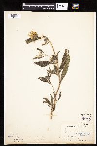 Helianthus maximiliani image