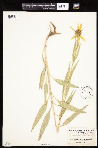 Helianthus nuttallii image