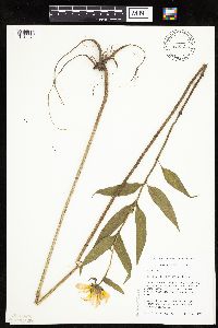 Helianthus nuttallii image