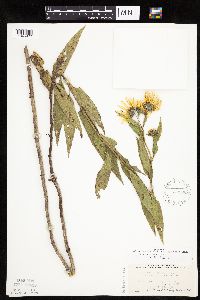 Helianthus nuttallii image