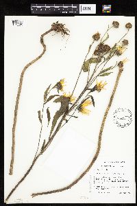 Helianthus nuttallii image