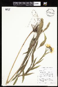 Helianthus nuttallii image