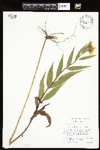 Helianthus nuttallii image