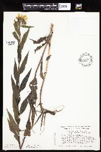 Helianthus nuttallii image