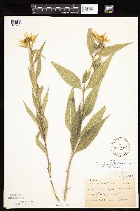 Helianthus nuttallii image
