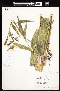 Helianthus nuttallii image