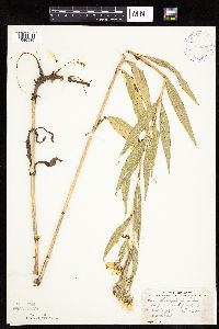 Helianthus nuttallii image