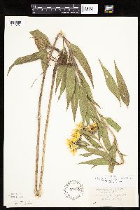 Helianthus nuttallii image