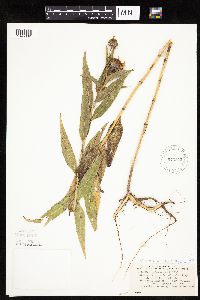 Helianthus nuttallii image