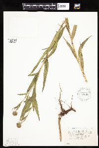 Helianthus nuttallii image