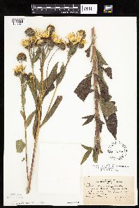 Helianthus nuttallii image