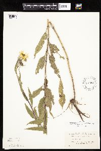 Helianthus nuttallii image
