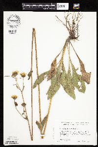 Helianthus occidentalis image