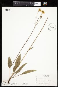 Helianthus occidentalis image