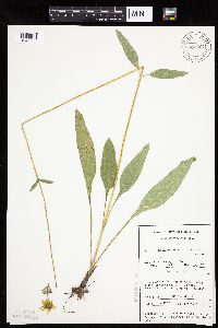 Helianthus occidentalis image