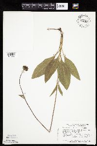 Helianthus occidentalis image