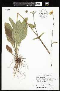 Helianthus occidentalis image