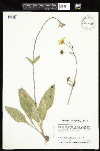 Helianthus occidentalis image