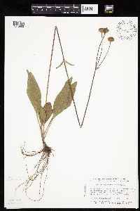 thumbnail image of current specimen