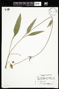 Helianthus occidentalis image