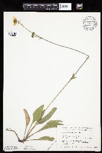 Helianthus occidentalis image