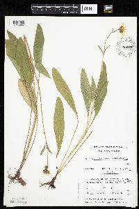thumbnail image of current specimen