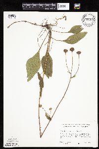 Helianthus occidentalis image